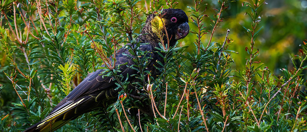 Bruny Island wildlife - Yellow-tailed black cockatoo