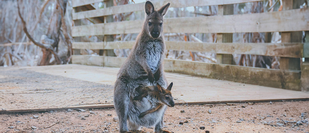 Wallaby and Joey - Bruny Island